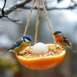« Je l’ai posée hier, ils sont revenus dès ce matin » : cette mangeoire maison à faire en 5 minutes est un véritable aimant à oiseaux