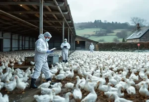 Un foyer de grippe aviaire détecté dans un élevage de canards en Bretagne