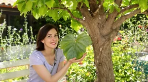 Cet arbre pousse aussi vite que le bambou, mais son vrai atout, c'est sa floraison remarquable
