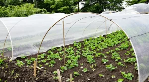 En mars, ces fleurs et légumes vont métamorphoser votre potager si vous les plantez dès maintenant