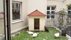 En pleine pénurie d'œufs, vous rêvez d’installer un poulailler ? Les règles à connaître en copropriété