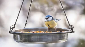 Février est un tournant critique pour les oiseaux du jardin : agissez sans tarder