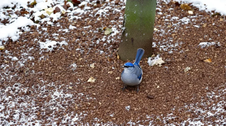 Les jardiniers devraient saupoudrer du café sur les mangeoires à oiseaux