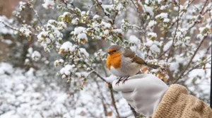 Nourrir les oiseaux en hiver : 12 astuces simples, malignes et essentielles