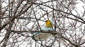 Perruches vertes : d'où viennent ces oiseaux exotiques qui ont colonisé Paris et toute l'Île-de-France ?