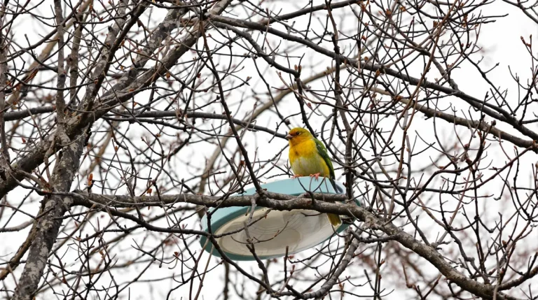 Perruches vertes : d'où viennent ces oiseaux exotiques qui ont colonisé Paris et toute l'Île-de-France ? Perruches vertes : d'où viennent ces oiseaux exotiques qui ont colonisé Paris et toute l'Île-de-France ?