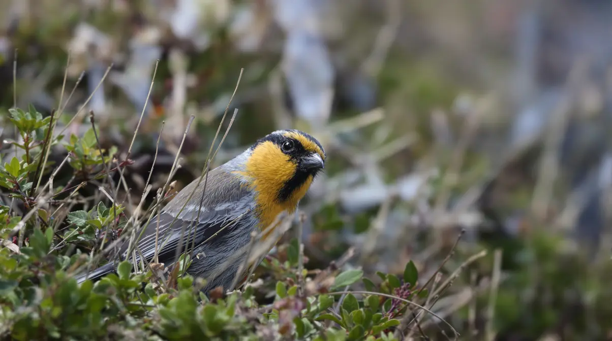 Vous rêvez d'observer des macareux ? Cap sur les Orcades !